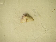 Lymantria xylina