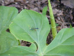 Neocollyris