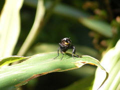 Microstylum oberthurii