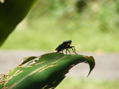 Microstylum oberthurii
