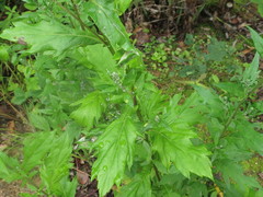 Artemisia stolonifera