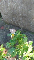 Jamides alecto dromicus