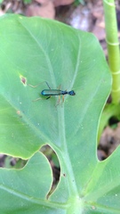 Neocollyris