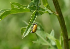 Lachnaia sexpunctata