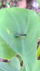 Neocollyris
