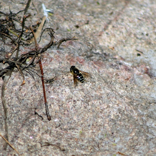 Orange-spined Drone Fly photo 5
