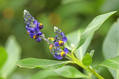 Monnina phillyreoides