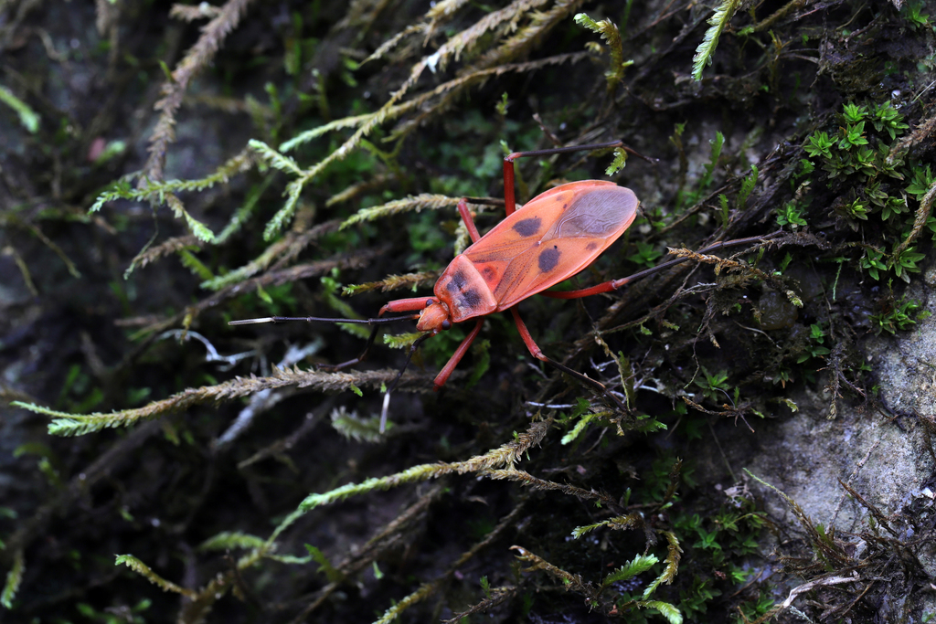 Iphita kubani