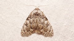 Meganola strigula