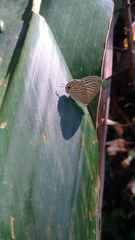 Jamides alecto dromicus