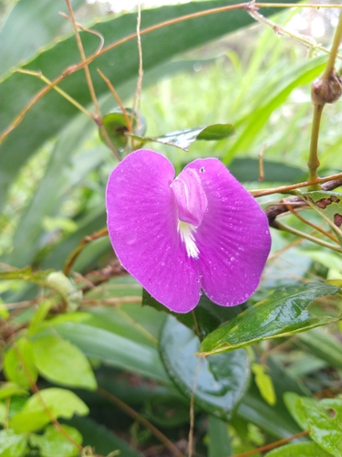Image of Centurion (Centrosema pascuorum) by no rights reserved