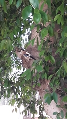 Garrulus glandarius atricapillus