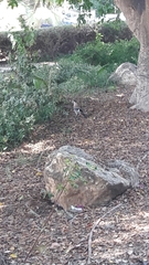 Garrulus glandarius atricapillus