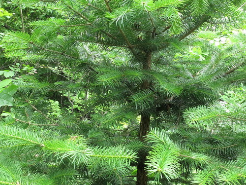 Needle fir (Abies holophylla)