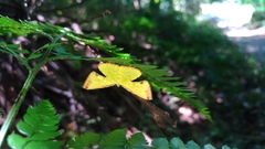 Corymica arnearia