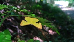 Corymica arnearia