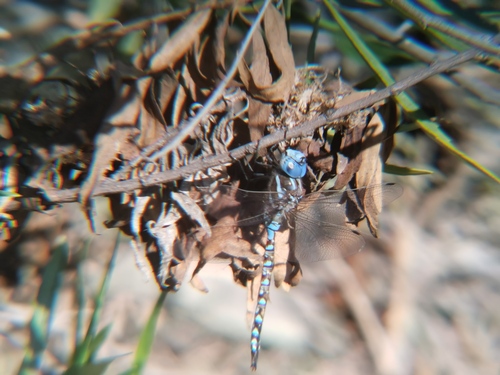 iNaturalist observation photo of Blue-eyed Darner