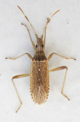 Dicranocephalus
