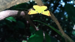 Corymica arnearia