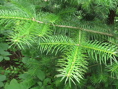 Abies holophylla