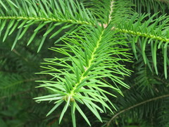 Abies holophylla