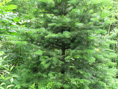 Abies holophylla