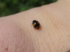 Ceratomegilla alpina