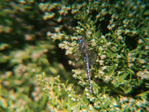 iNaturalist observation photo of Blue-eyed Darner