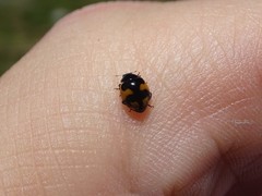 Ceratomegilla alpina