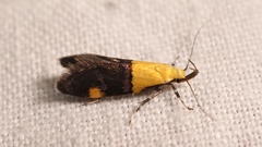 Oecophora bractella