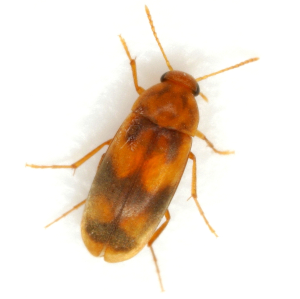 Diclidia bicincta