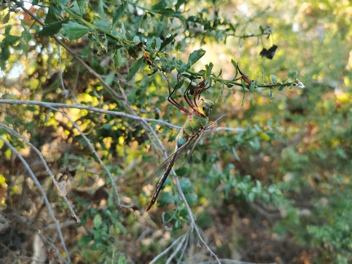 iNaturalist observation photo of Common Green Darner