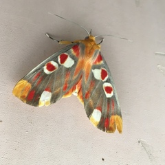 Hypsidia erythropsalis