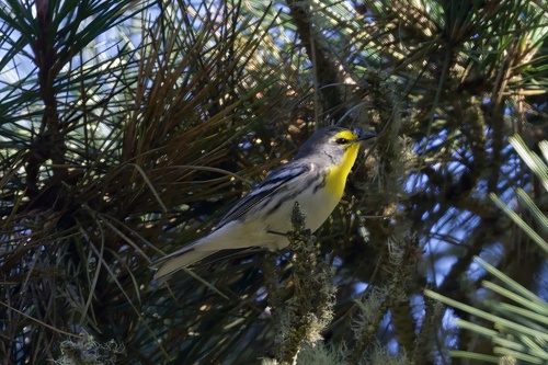 Grace's Warbler