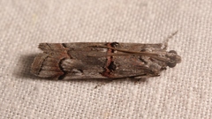 Pempelia palumbella