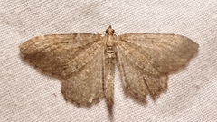 Philereme vetulata