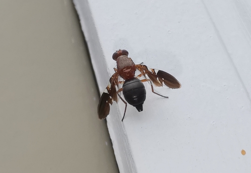 Common picture-winged fly