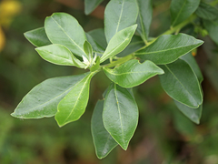 Monnina phillyreoides