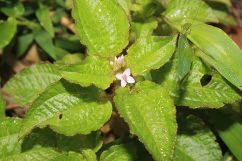 Aciotis acuminifolia