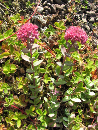 Orpine