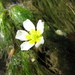Ranunculus trichophyllus - Photo (c) vadim_kirichenko, algunos derechos reservados (CC BY-NC), uploaded by vadim_kirichenko