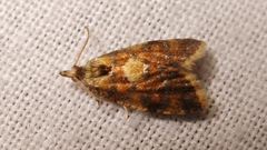 Pseudargyrotoza conwagana