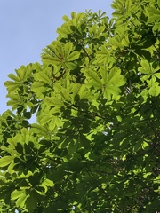 Aesculus hippocastanum