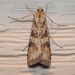 Lucerne Moth - Photo (c) Royal Tyler, some rights reserved (CC BY-NC-SA)