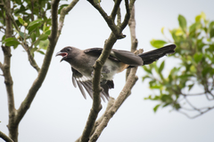 Dendrocitta formosae formosae