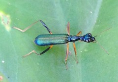 Neocollyris