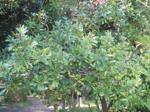 Image of Lithocarpus edulis by (c) mami_t_t, some rights reserved (CC BY)