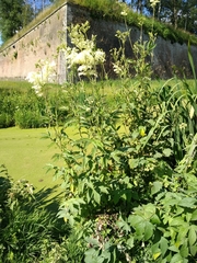 Filipendula ulmaria