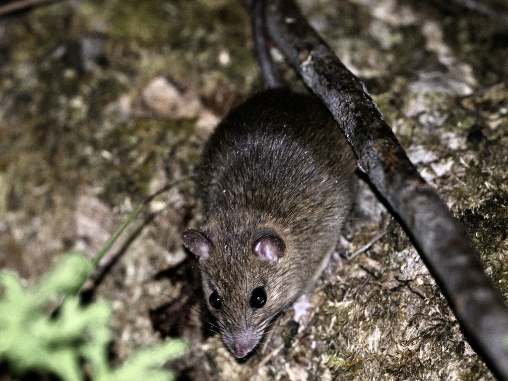 Sula rat
