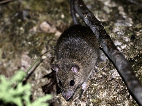 Rattus elaphinus